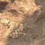 Золото скифов: Древний клад обнаружен в Полтавской области